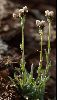 <em>Antennaria carpatica</em>